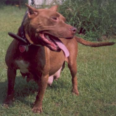 Southern Comforts Lady In Red Pit Bull.jpg